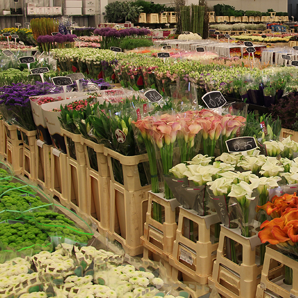 grossistefleursmontpellier Daviflor